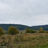 Jesienny Mieroszów Paragliding fly, Zapowiada się dobrze.