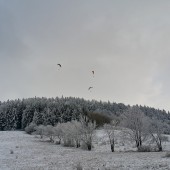 Ci którzy jeszcze nie zamarzli jeszcze latają.